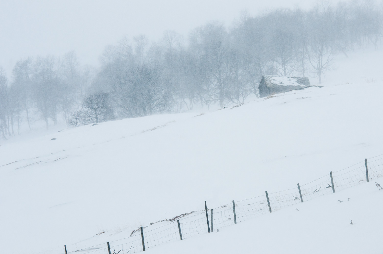 Vang i Norge. Sneen i sig selv medvirker til ro i billedet, og snestormen, der slører detaljerne med den fygende sne, gør det hele endnu mere minimalistisk. Grej: Nikon D300s + Nikkor 70-200 f/2.8 VRII. Indstillinger: 1/500 sek., f/8, ISO-200, 150mm.