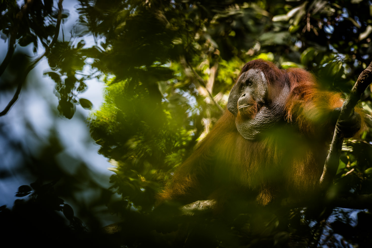 Førsteplads i kategorien "Pattedyr". Orangutang-han fra Borneo. (Foto: Brian Rasmussen).